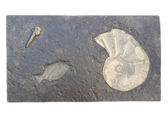 Slab with Dapedium sp., Lytoceras sp., Belemnite