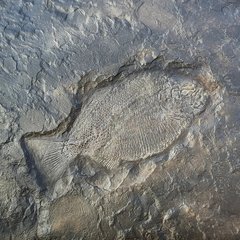 Slab with Dapedium sp., Lytoceras sp., Belemnite