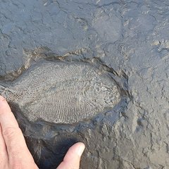 Slab with Dapedium sp., Lytoceras sp., Belemnite