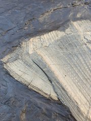 Slab with Dapedium sp., Lytoceras sp., Belemnite