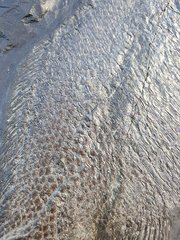 Slab with Dapedium sp., Lytoceras sp., Belemnite