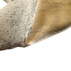 Museum quality megalodon tooth 16 cm (6.29