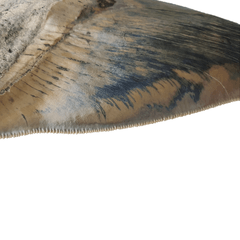 Museum quality megalodon tooth 16 cm (6.29