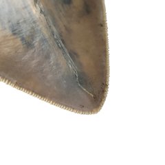 Museum quality megalodon tooth 16 cm (6.29