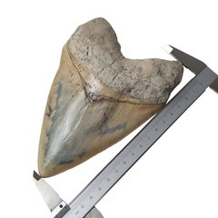 Museum quality megalodon tooth 16 cm (6.29