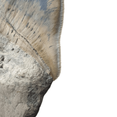 Museum quality megalodon tooth 16 cm (6.29