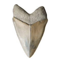 Museum quality megalodon tooth 16 cm (6.29