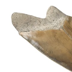 Museum quality megalodon tooth 16 cm (6.29