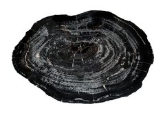 Petrified wood slice