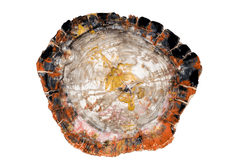 Petrified wood slice
