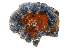 Petrified wood slice