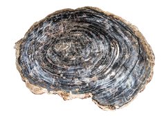 Petrified wood slice