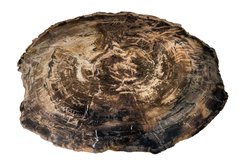 Petrified wood slice