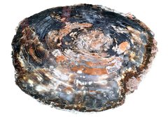 Petrified wood slice