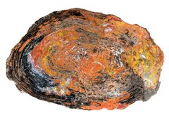 Petrified wood slice