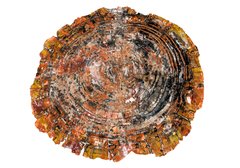 Petrified wood slice