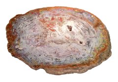 Petrified wood slice