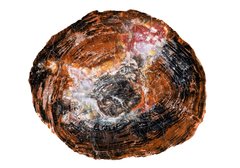 Petrified wood slice