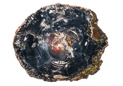 Petrified wood slice