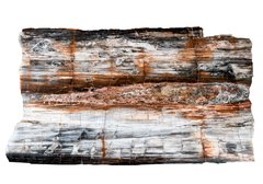 Petrified wood slice