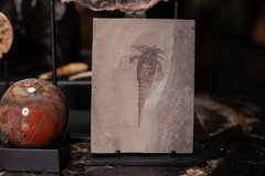 Racoscorpion Eurypterus remipes