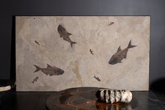 Plate with fishes Diplomystus sp. and Knightia sp.