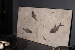 Plate with fishes Diplomystus sp. and Knightia sp.