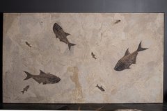 Plate with fishes Diplomystus sp. and Knightia sp.