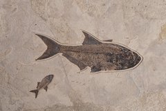 Plate with fishes Diplomystus sp. and Knightia sp.