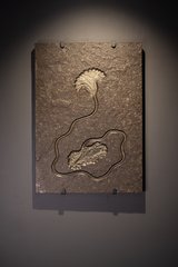 Sea lily (crinoidea)
